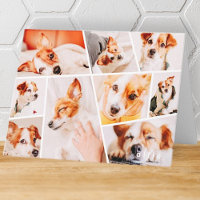 Husdjur Modern Simple Anpassningsbar 9 Bilder Coll