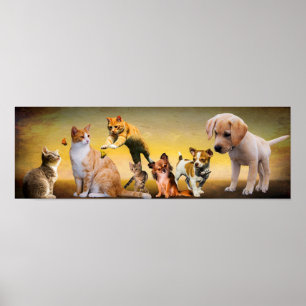 Husdjur Poster