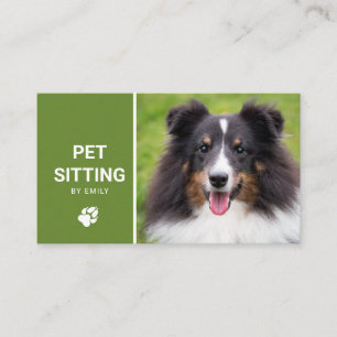 Husdjurssittning Hundtjänst Glad Sheltie Hund Foto Visitkort