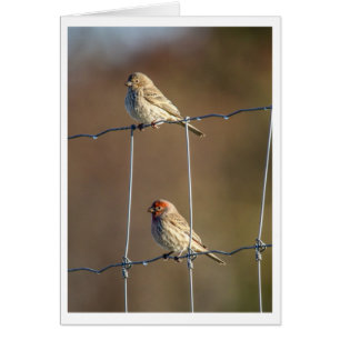 HusFinches Hälsningskort