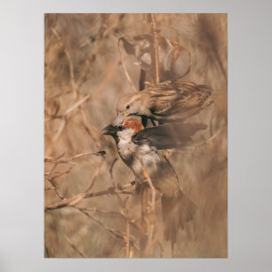 Husgråsparvar på våren naturfotografi poster