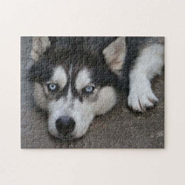 Huskey Blue Ögon Pussel (Horisontell)