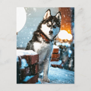 Huskey Pet Hund Photograph Vykort