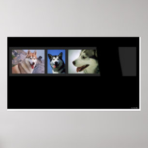 Huskies Print Poster