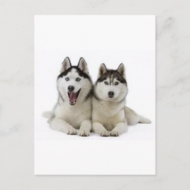Huskies Vykort (Framsida)