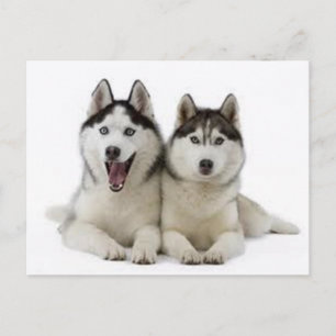 Huskies Vykort