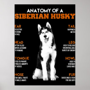 Husky Anatomi i Siberian husky Hundar Poster