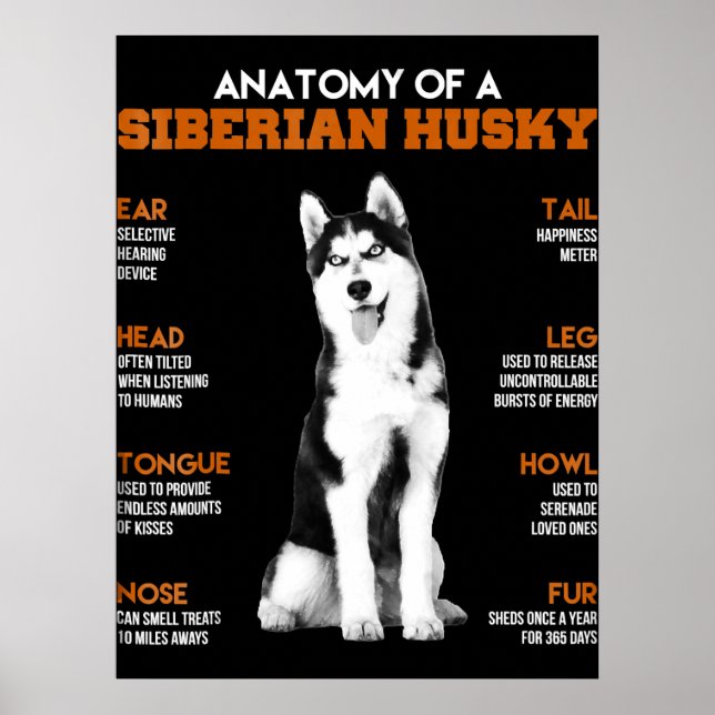 Husky | Anatomin i Siberian husky Hundar Poster (Framsidan)
