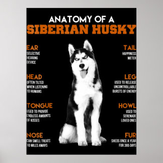 Husky | Anatomin i Siberian husky Hundar Poster