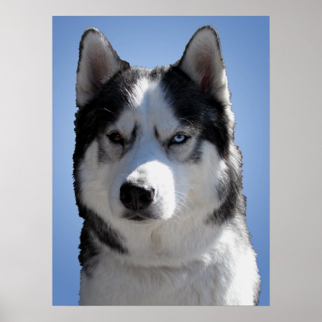 Husky Art Print Sled Hund Art Poster Husky Gifts (Framsidan)