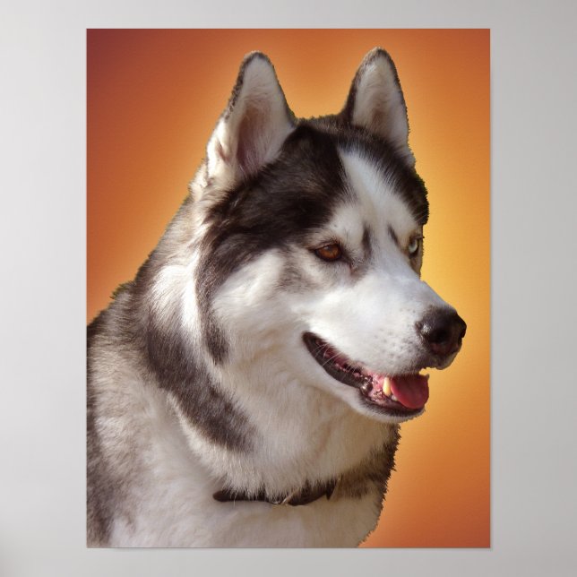 Husky Art Print Sled Hund Art Poster Husky Gifts (Framsidan)