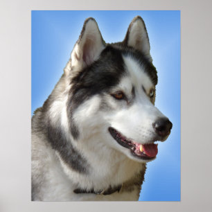 Husky Art Print Sled Hund Art Poster Husky Gifts