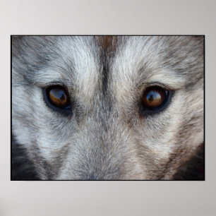 Husky Art Print Sled Hund Art Poster Valper för Va