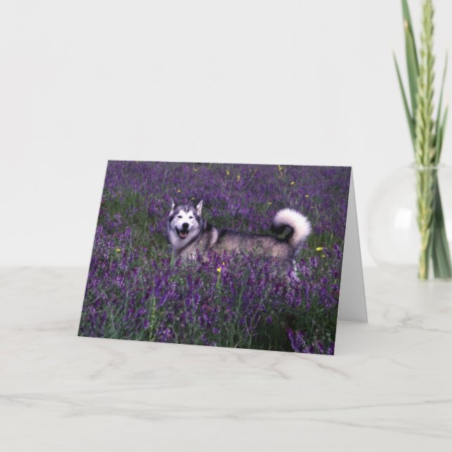 Husky Birthday-kort Kort (Framsida)
