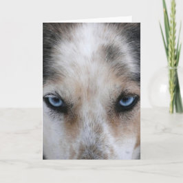 Husky Blue ögon hälsningskort Kort