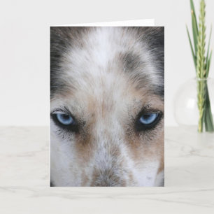 Husky Blue ögon hälsningskort Kort