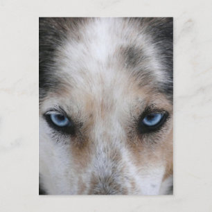 Husky Blue ögon vycard Vykort