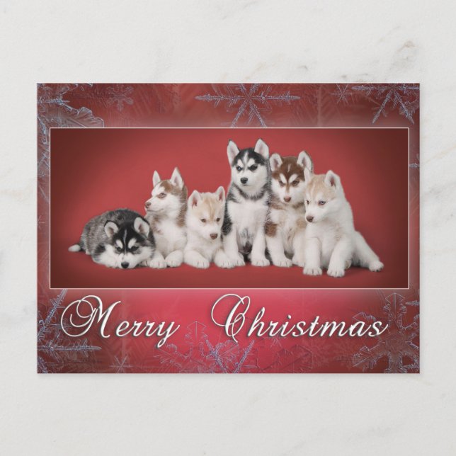Husky christmas helg vykort (Framsida)