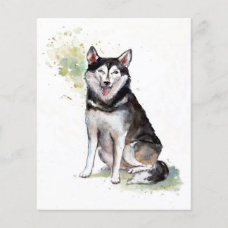 Husky dog Canvas