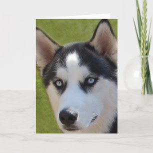 Husky-fotohälsningskort Kort