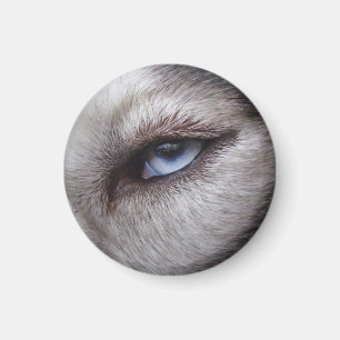 Husky Fridge Magnet Alaska Sled Hund Magnet / Gift