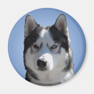 Husky Fridge Magnet Alaska Sled Hund Magnet / Gift