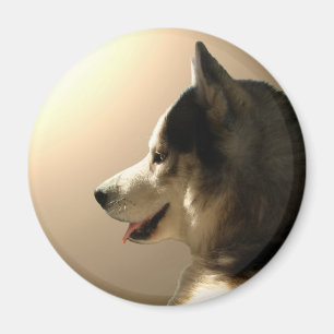 Husky Fridge Magnet Alaska Sled Hund Magnet / Gift