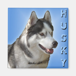 Husky Fridge Magnet Alaska Sled Hund Magnet / Gift