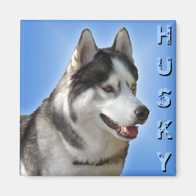 Husky Fridge Magnet Alaska Sled Hund Magnet / Gift (Framsidan)