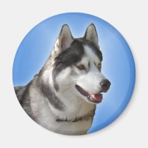 Husky Fridge Magnet Alaska Sled Hund Magnet / Gift