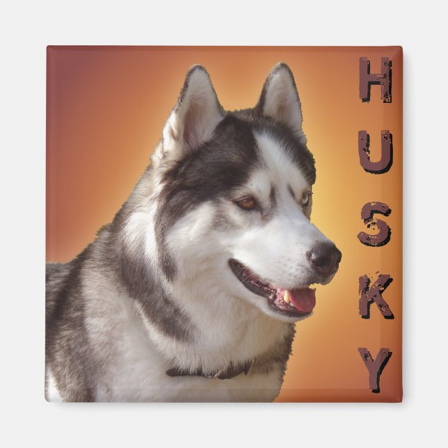 Husky Fridge Magnet Alaska Sled Hund Magnet / Gift (Framsidan)