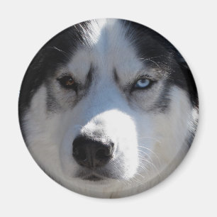 Husky Fridge Magnet Alaska Sled Hund Magnet / Gift