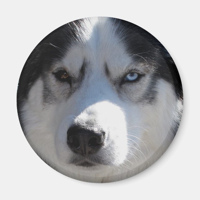 Husky Fridge Magnet Alaska Sled Hund Magnet / Gift (Framsidan)
