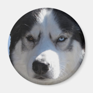 Husky Fridge Magnet Alaska Sled Hund Magnet / Gift
