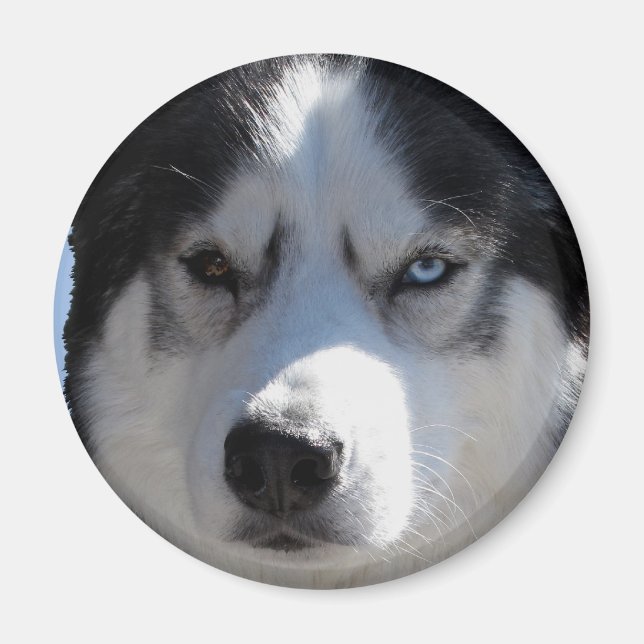 Husky Fridge Magnet Alaska Sled Hund Magnet / Gift (Framsidan)