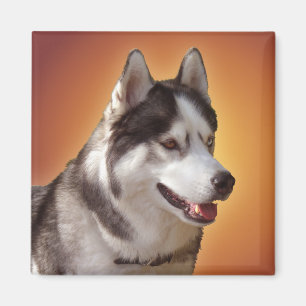 Husky Fridge Magnet Alaska Sled Hund Magnet / Gift