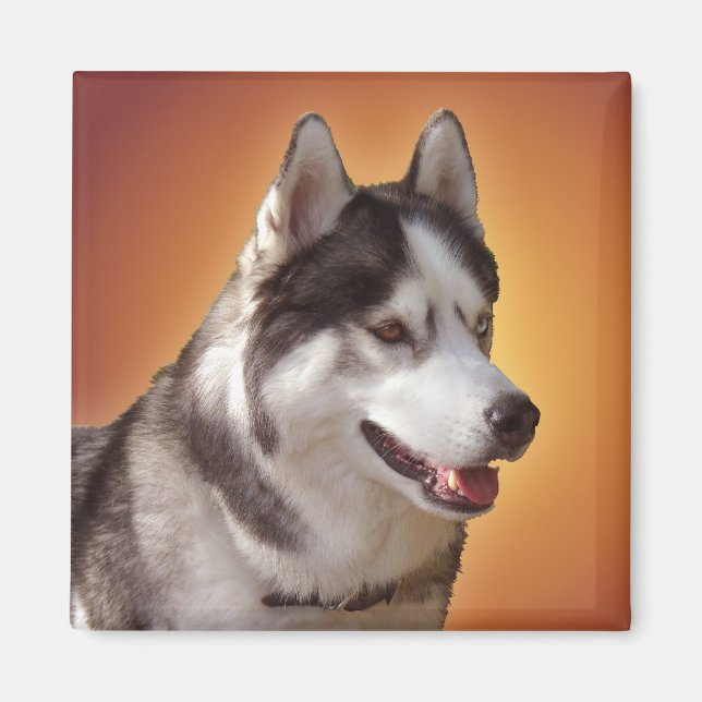Husky Fridge Magnet Alaska Sled Hund Magnet / Gift (Framsidan)