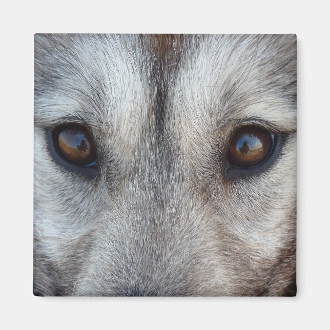 Husky Fridge Magnet Sled Hund Varg Magnet / Gift (Framsidan)