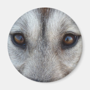 Husky Fridge MagnetSled Hund Varg Magnet/Gift Magnet