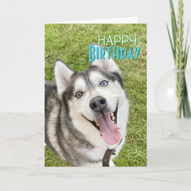 Husky Grattis på födelsedagen Card hund Kort (Framsida)