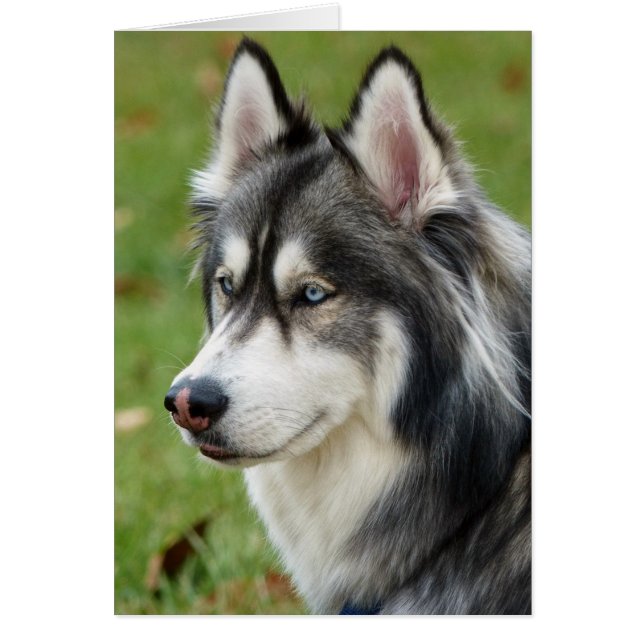 Husky Hälsningskort (Framsidan)