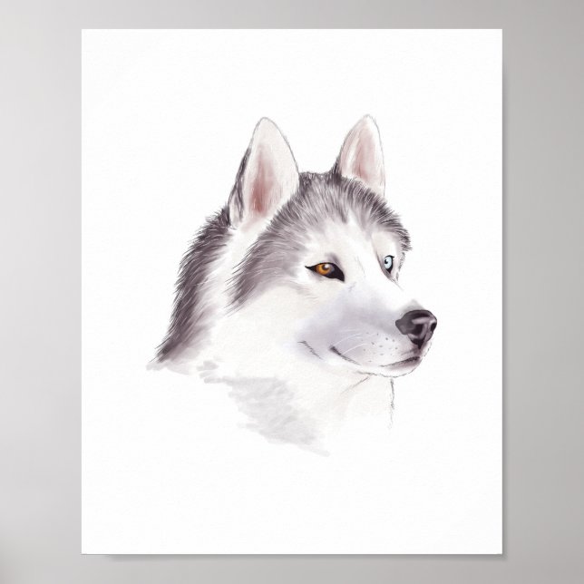 Husky Hund affisch / djur affischer (Framsidan)