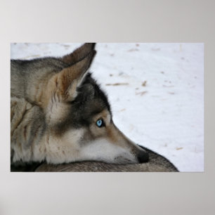 Husky hund affisch med blåa ögon