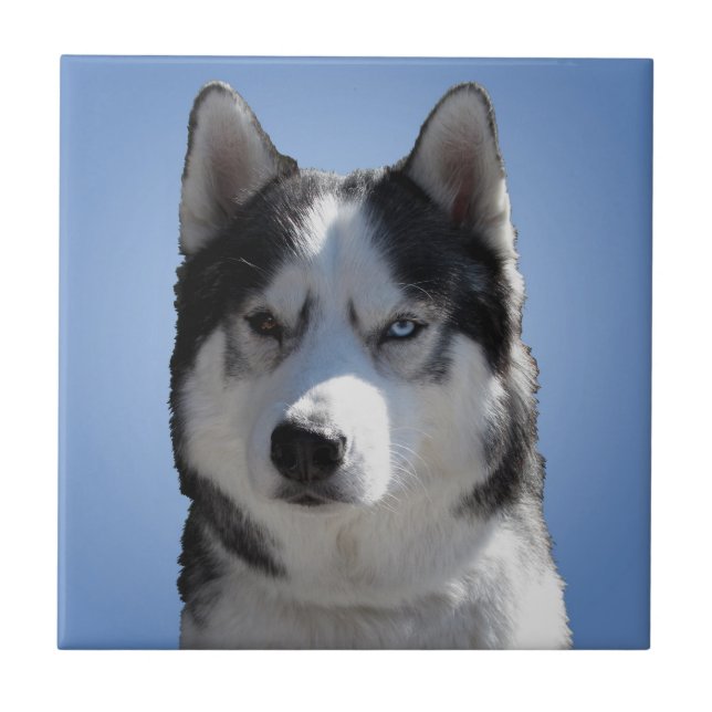 Husky Hund Art Ceramic Tile Malamute Varg Ögon Gif Kakelplatta (Framsidan)