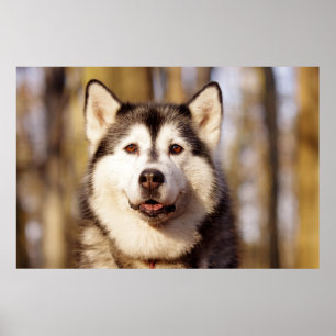 Husky Hund BeSnyval Art Art Skriv ut Poster