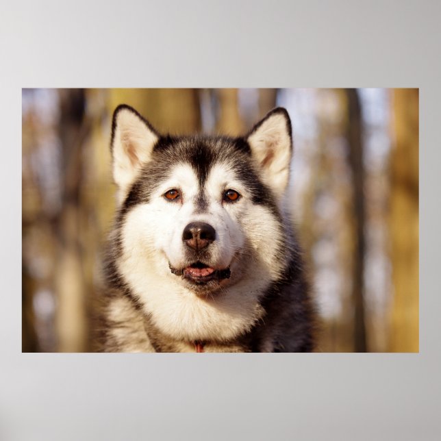 Husky Hund BeSnyval Art Art Skriv ut Poster (Framsidan)