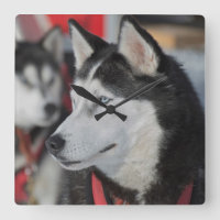 Husky hund för en tävling, Kanada