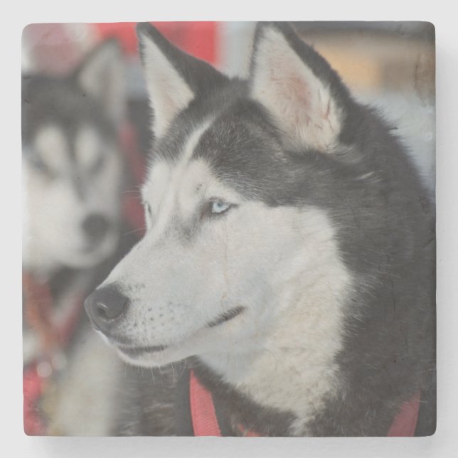 Husky hund före ett tävling, Kanada Stenunderlägg (Framsidan)