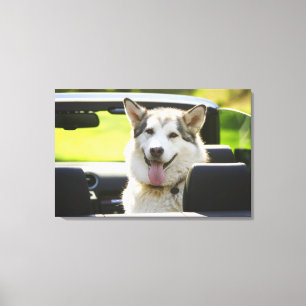 Husky hund från cabriolet canvastryck
