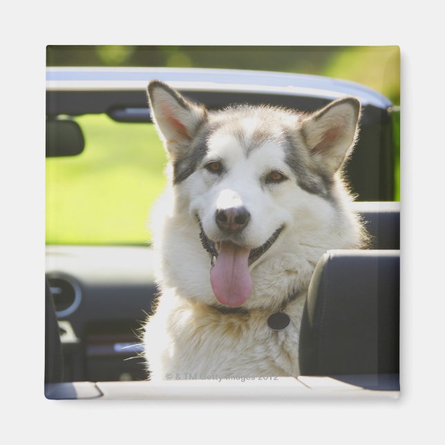 Husky hund från konvertibel magnet (Framsidan)